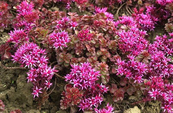 faux blush sedum