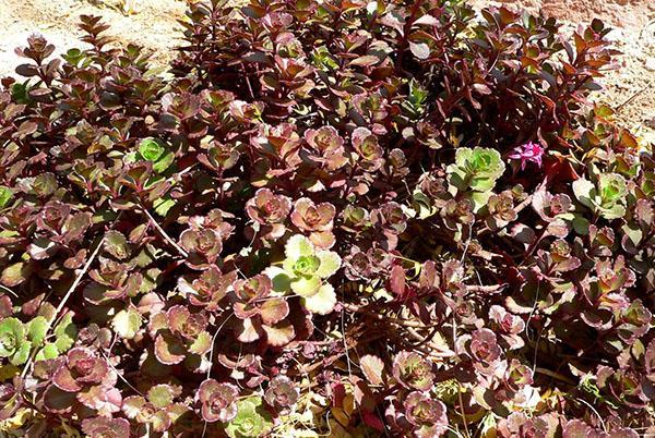 alfombra de bronce sedum