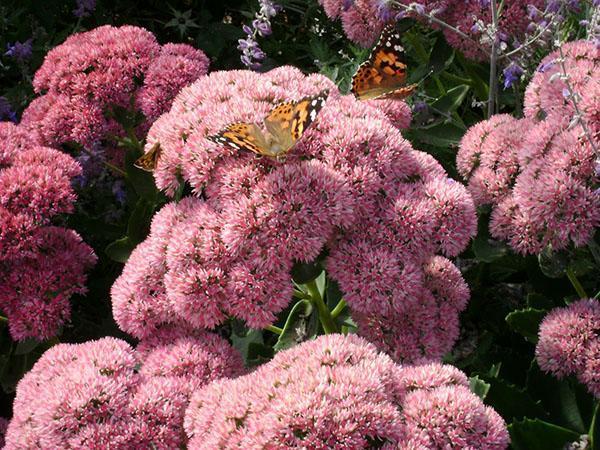 mousse rose sedum