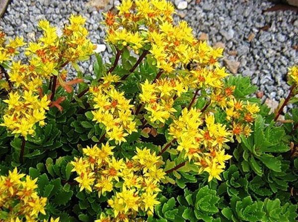 Sedum du Kamtchatka