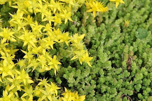 sedum