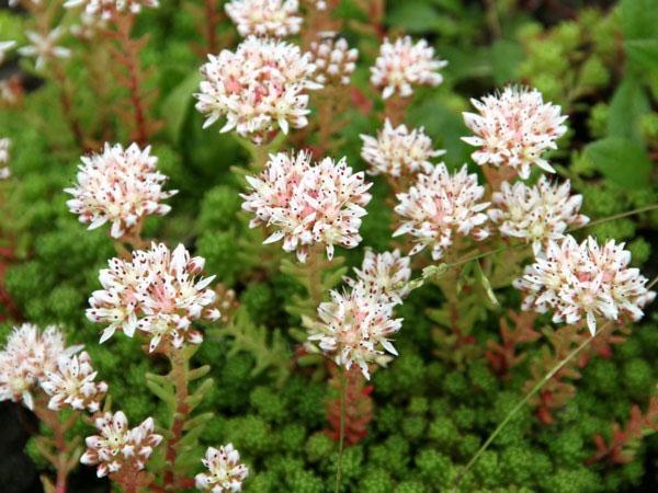 Sedum lydien