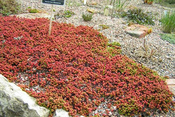 Fleur de sedum lydien