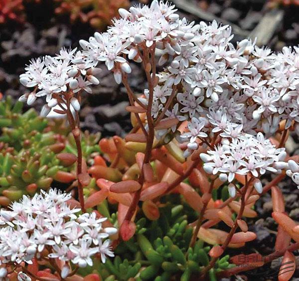 Alfombra de coral sedum