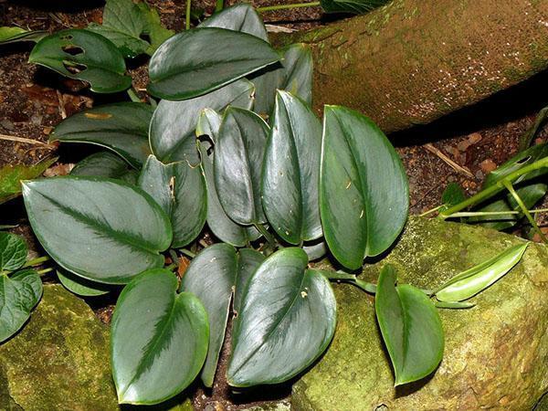 scindapsus troba à l'état sauvage