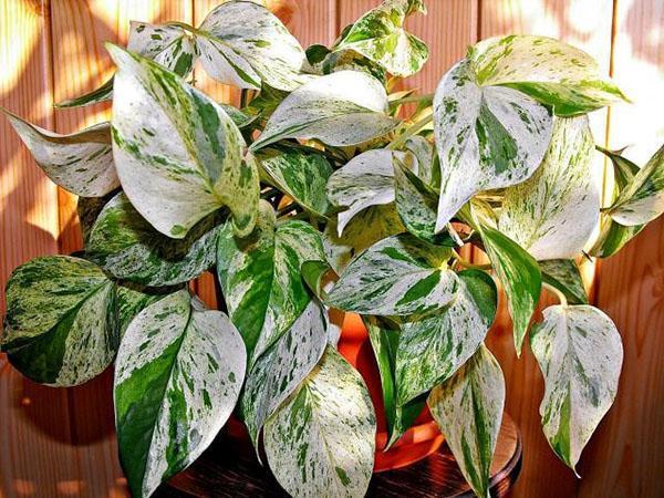 Variedad Scindapsus Marble Queen