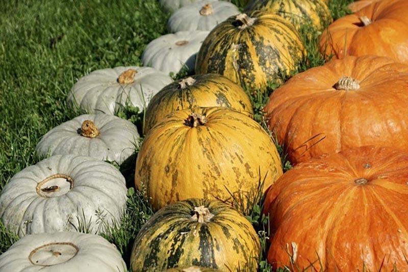 variedades de calabaza de frutos grandes