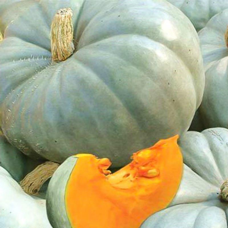 calabaza dulce de invierno