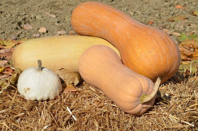 variedades de calabaza