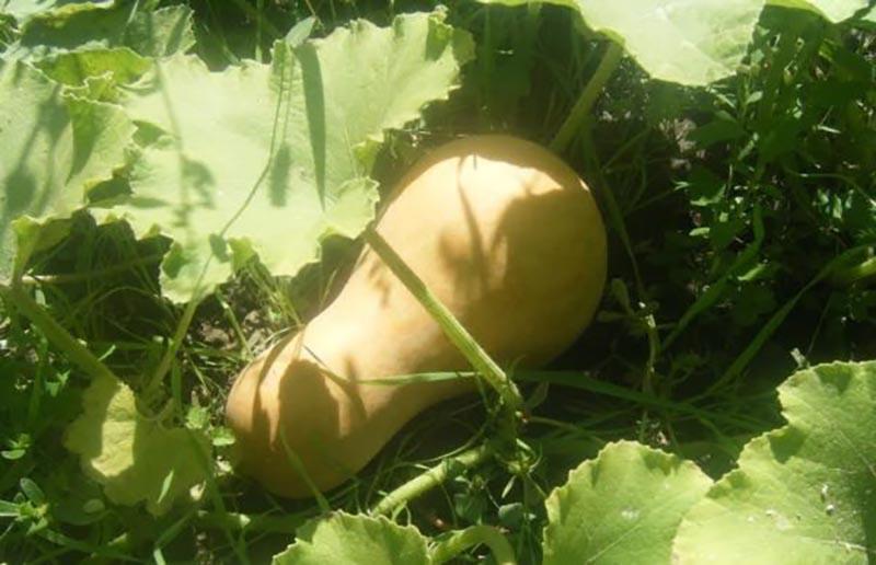 variétés de citrouilles