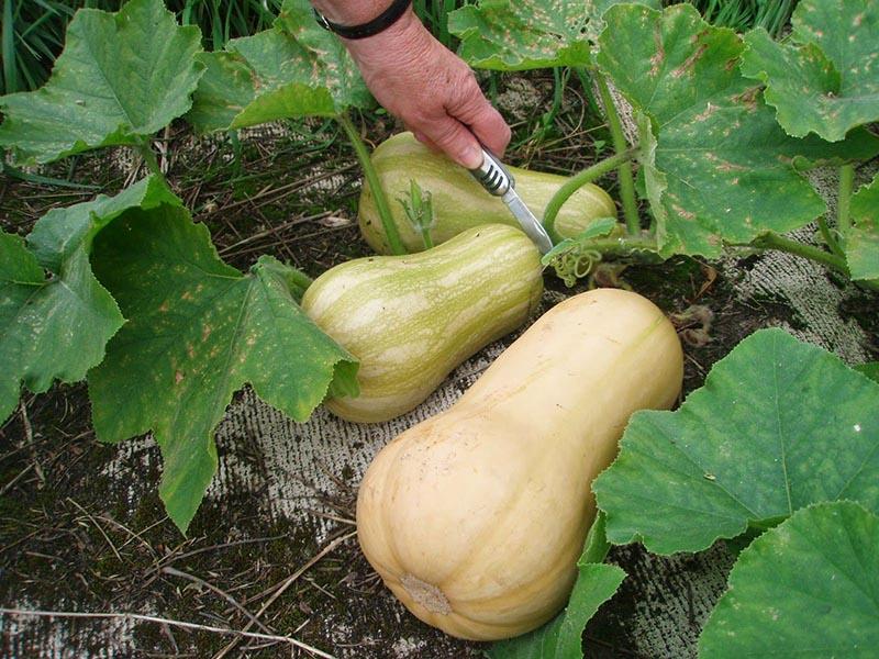 variétés de citrouilles