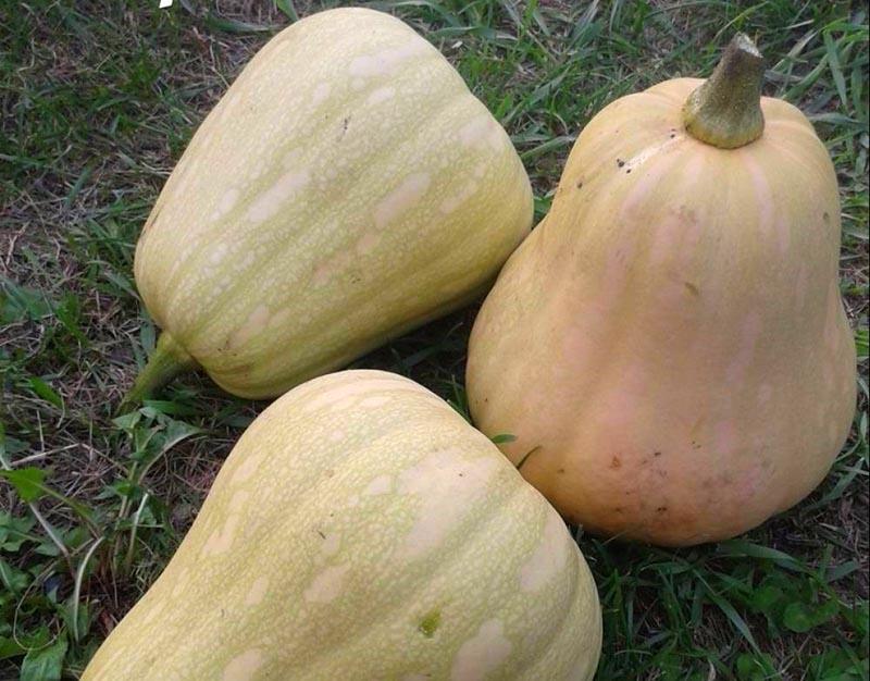 Variedades de calabaza de Turquestán