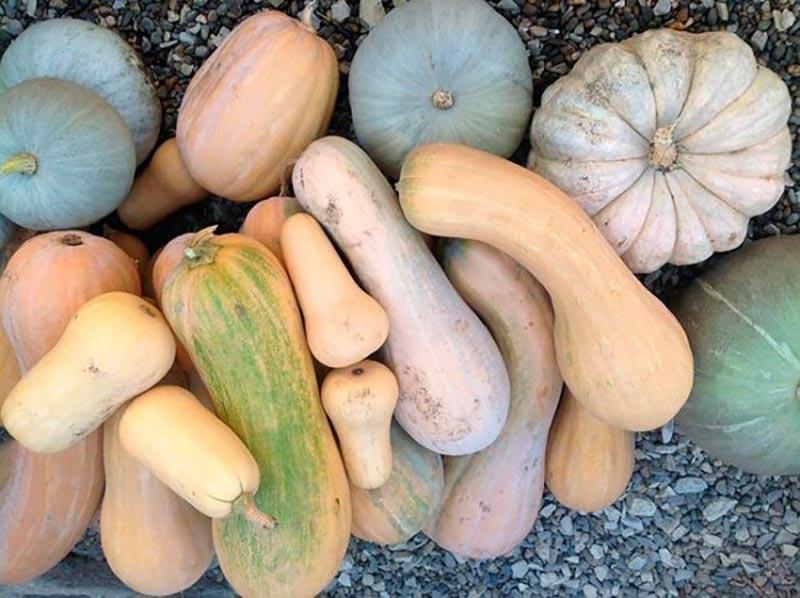 variedades de calabaza