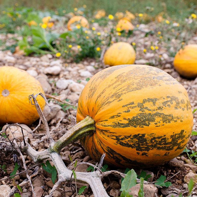 variétés de citrouilles vitaminées