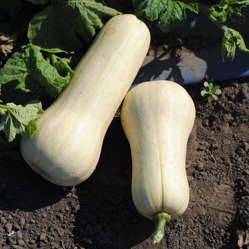 Variétés de citrouilles de La Havane