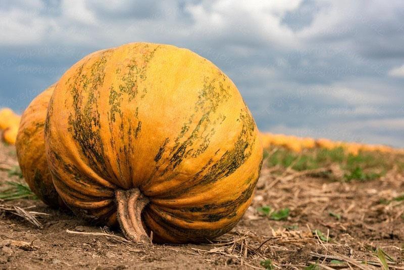 fruto grande de una calabaza de corteza dura