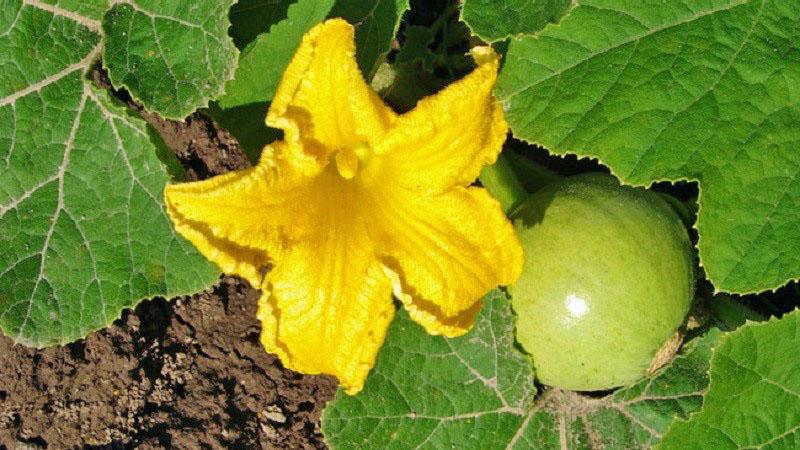 citrouilles en fleurs