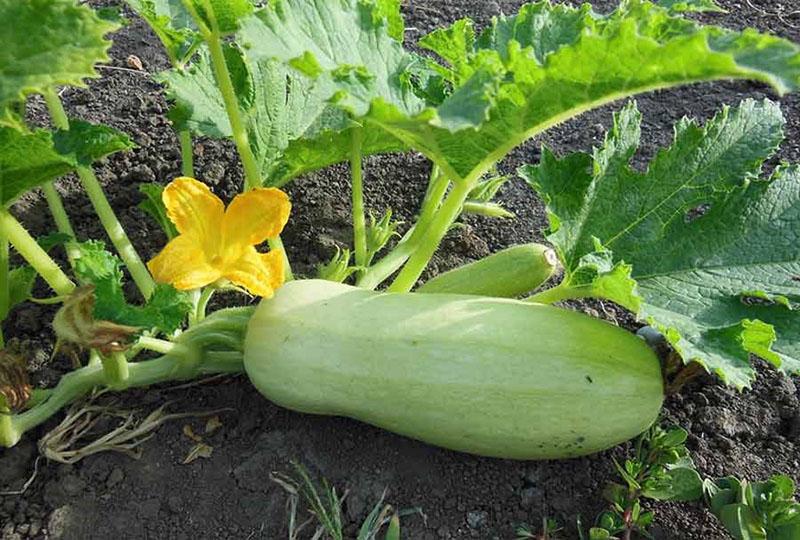 courgette