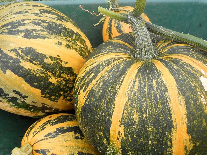 variétés de citrouilles