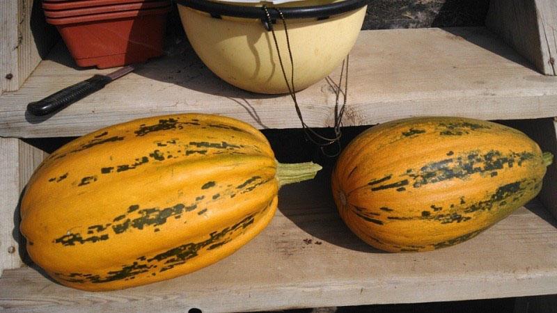 calabaza de arbusto de setas