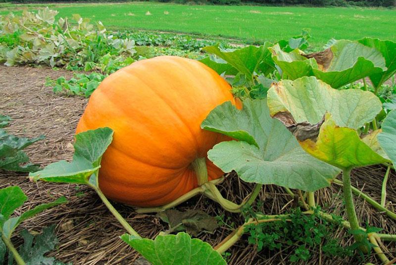 citrouilles grimpantes