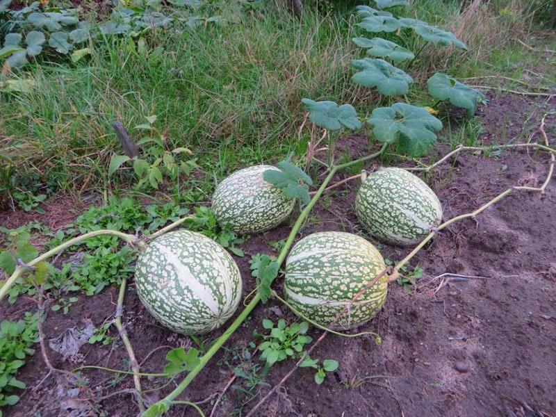 calabaza con hojas de higuera