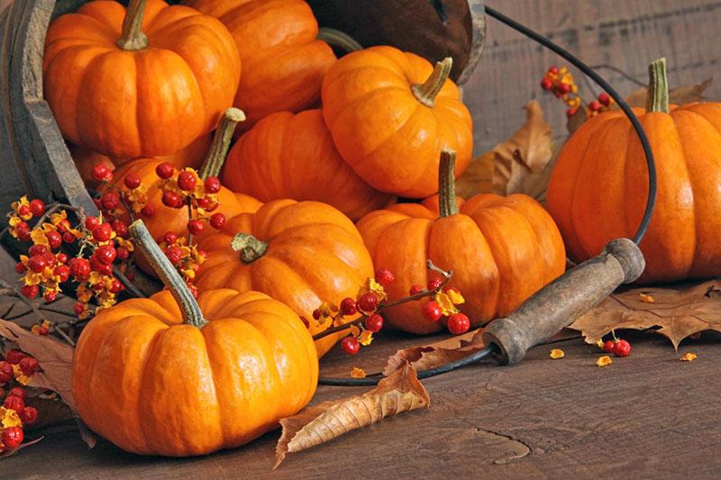 calabaza de diferentes periodos de maduración