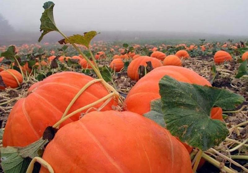 variétés de citrouilles à gros fruits