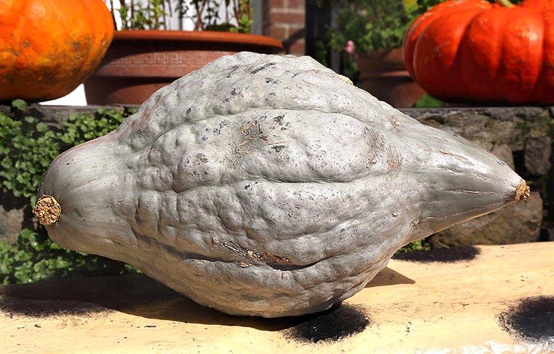 calabaza hobbard