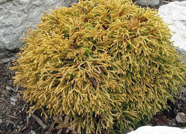 Thuja tafetán dorado en el jardín