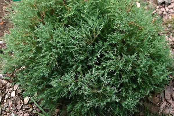 thuja western brezo