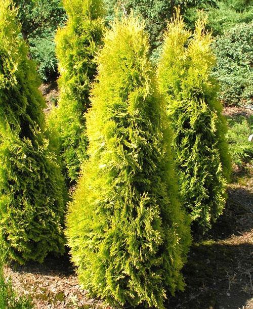 thuja occidental ámbar