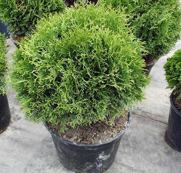 pequeña campeona del oeste de thuja