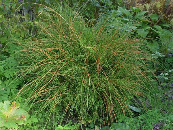 thuja western filiformis