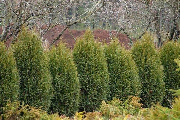 thuja western wagneri