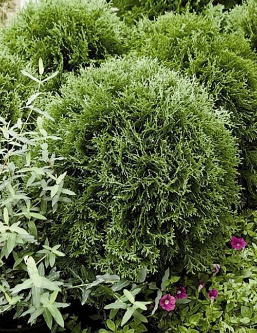 thuja occidental pequeño gigante