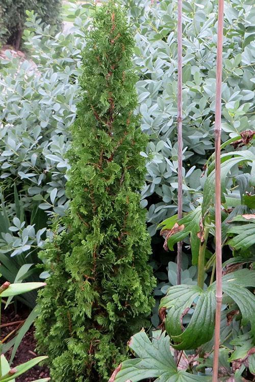 thuja western fastigiata