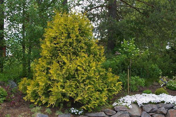 thuja occidental sunkist