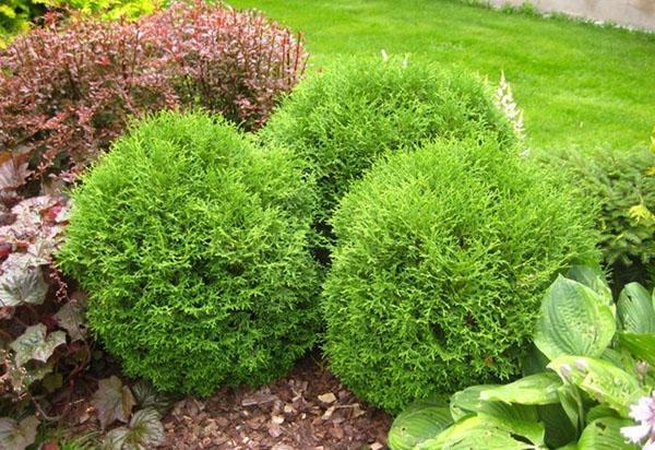 Thuja occidentalis en el paisaje