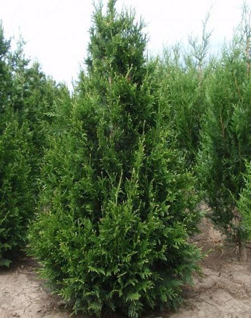 thuja doblado Kan-Kan