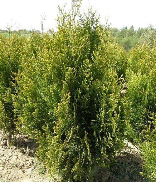 thuja doblado Kornik
