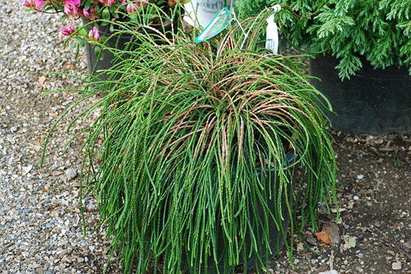 thuja doblado Vipcord