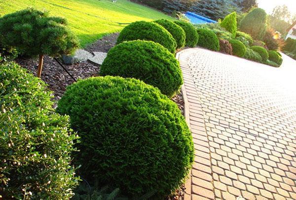 Thuja occidental Danica