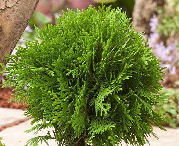 árbol joven de thuja Danika