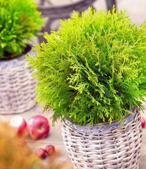 thuja western miriam