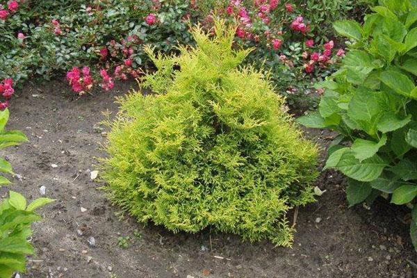 thuja occidental Rheingold