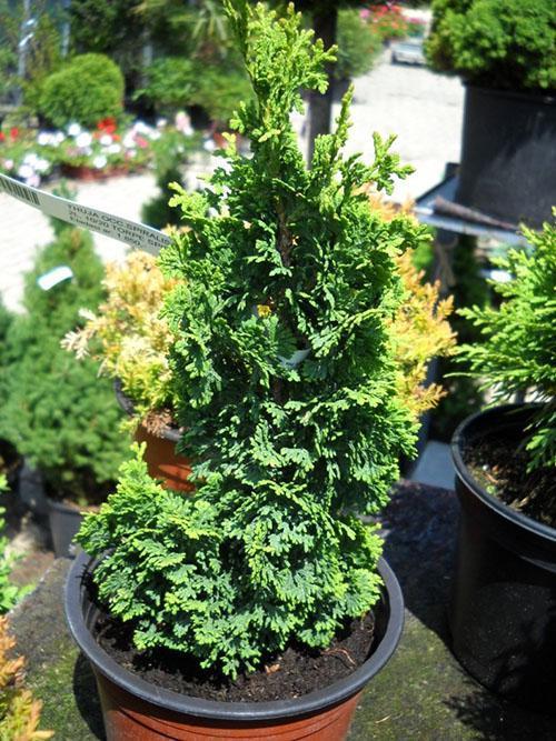 Thuja western spiralis