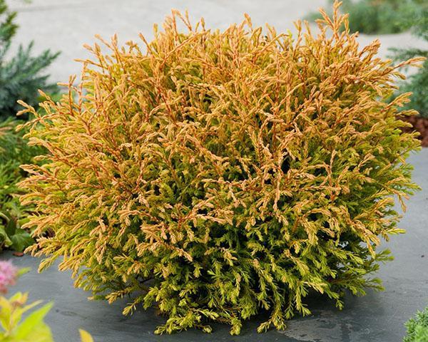 thuja western tafetán dorado