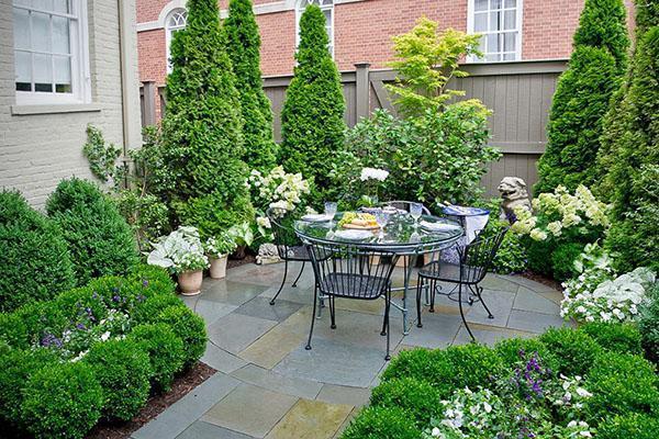 Thuja de diferentes tipos y variedades en el sitio.