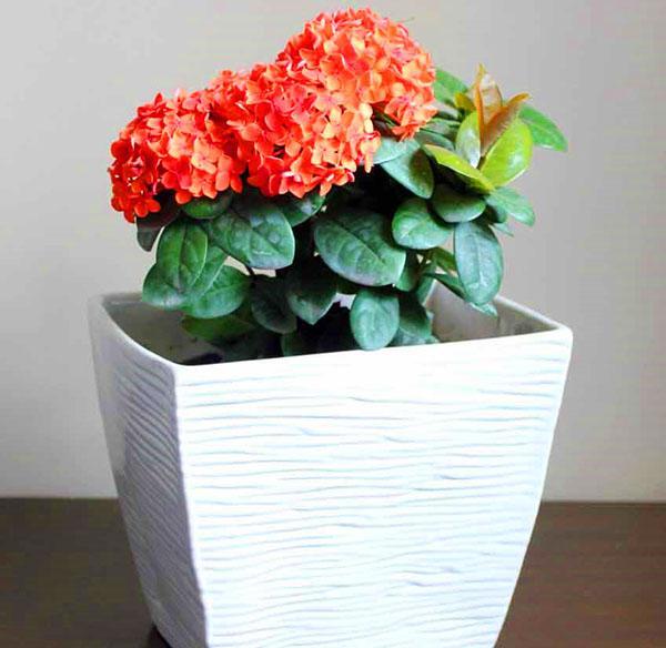 Ixora en pot